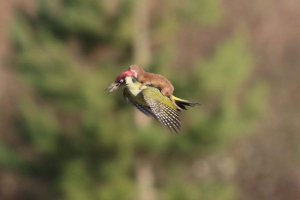 Lask ride a woodpeckeren